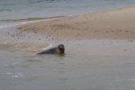 Blakeney Point Seals