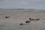 Blakeney Point Seals