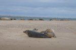 Spotting Seals British Coast