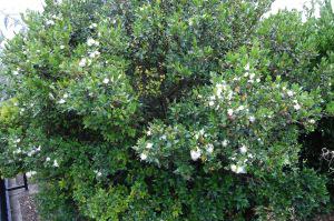 Myrtus communis (17/07/2011, Margate)