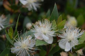 Myrtus communis flower (17/07/2011, Margate)