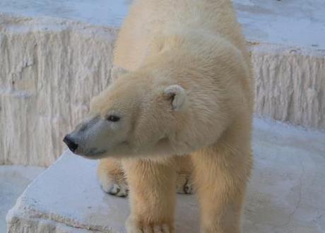 Schoolboy’s death investigated; blow to environmental lobby as scientist suspended over polar bear report