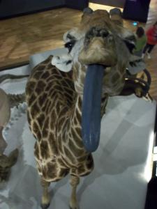 The Giraffe, National Museum of Scotland, Edinburgh