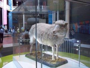 Dolly the Sheep, National Museum of Scotland, Edinburgh