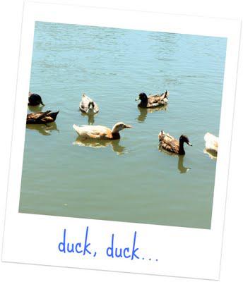 Duck, Duck, GOOSE! Aka Summer Sequins