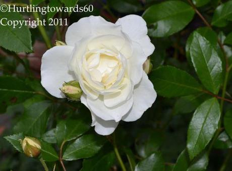 Wanted – Do you recognize this rose?
