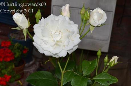 Wanted – Do you recognize this rose?