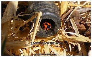 Friday Update: 12:08:2011