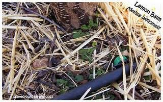 Friday Update: 12:08:2011