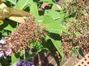Gardening Tip: Right Deadhead Butterfly Bush