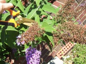 Gardening Tip:  The right way to deadhead a butterfly bush
