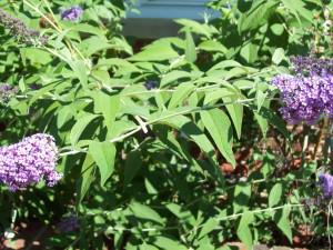Gardening Tip:  The right way to deadhead a butterfly bush