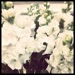 Flowers:: Instagram-ed