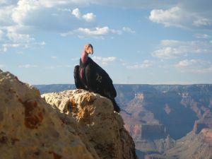 Escaping Las Vegas to the Grand Canyon the Easy Way!
