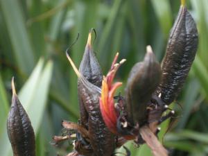 Phormium tenax seed pod (24/07/2011, London)