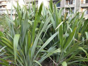 Phormium tenax (24/07/2011, London)