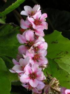 Rogue Bergenia cordifolia flower (25/07/2011, London)