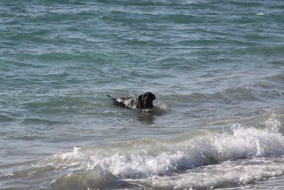 Yappy Hour on the Beach