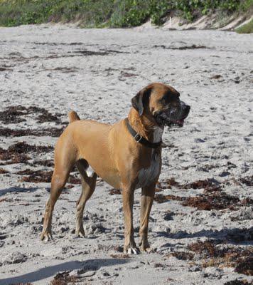 Yappy Hour on the Beach