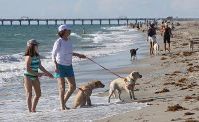 Yappy Hour on the Beach