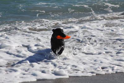 Yappy Hour on the Beach