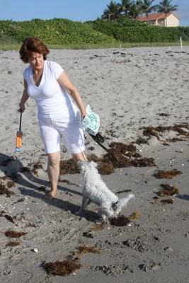 Yappy Hour on the Beach