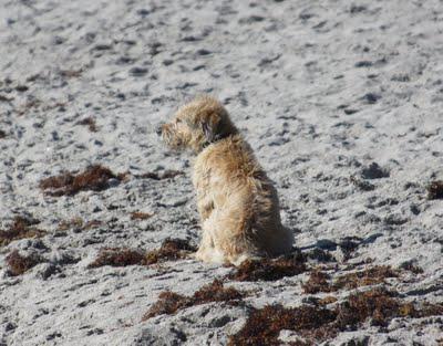 Yappy Hour on the Beach