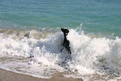 Yappy Hour on the Beach