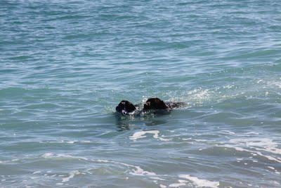 Yappy Hour on the Beach