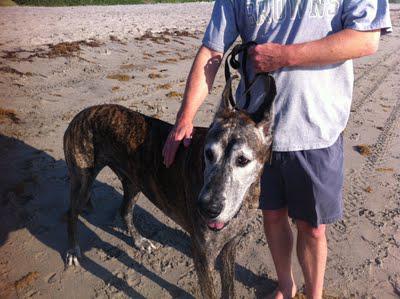 Yappy Hour on the Beach