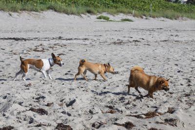 Yappy Hour on the Beach