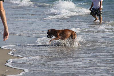 Yappy Hour on the Beach