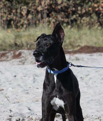 Yappy Hour on the Beach