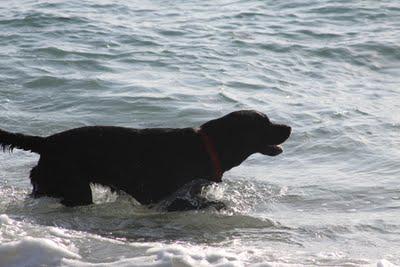 Yappy Hour on the Beach