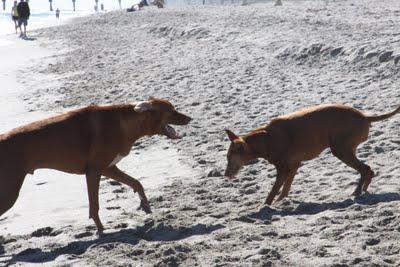 Yappy Hour on the Beach