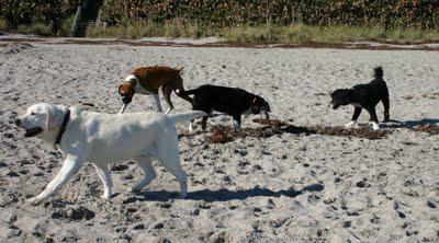 Yappy Hour on the Beach