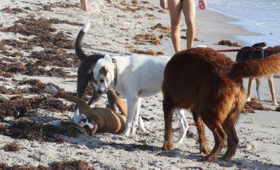 Yappy Hour on the Beach