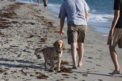 Yappy Hour on the Beach