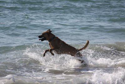 Yappy Hour on the Beach