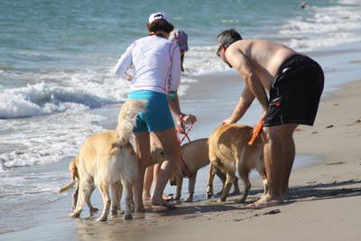 Yappy Hour on the Beach