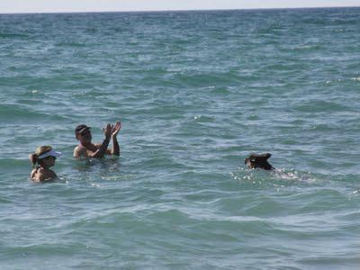 Yappy Hour on the Beach