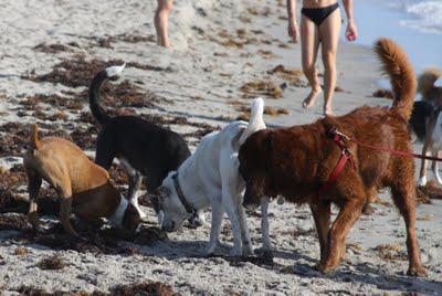 Yappy Hour on the Beach