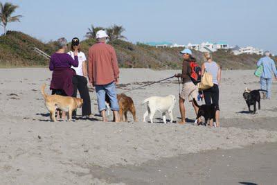 Yappy Hour on the Beach