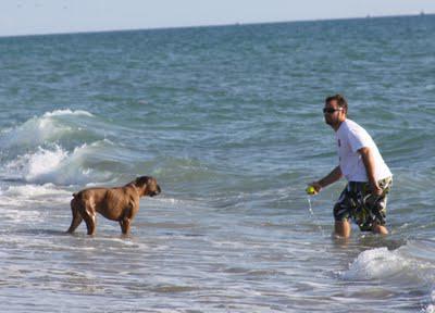 Yappy Hour on the Beach