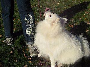 Training a Japanese spitz