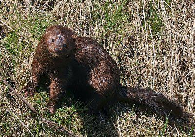 American Mink