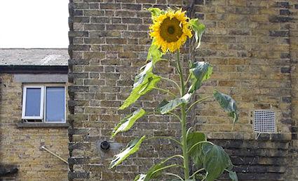 Sunflower Soars To 23ft And Heads For World Record
