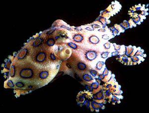 Q and A: What Are The Toxic Effects of a Poisonous Octopus Bite?