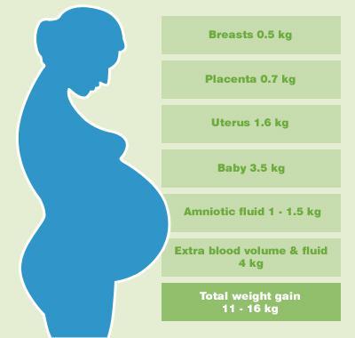 Weight Gain During Pregnancy - Paperblog