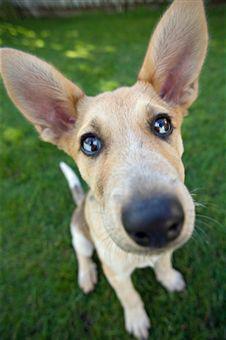 Dog Health: Ear Infection